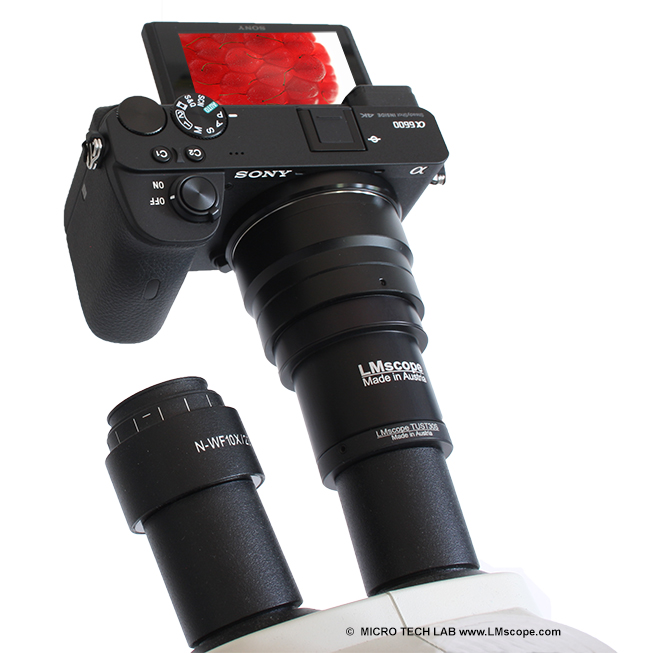 Euromex Okularadapter Oxion Inverso Mikroskopkamera APS-C ,Vollformat, C-Mount Kameras