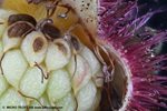 Japanische Weinbeere: Kamerasysteme mit gro�en Bildsensoren liefern die bessere Bildqualit�t!