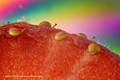 Gekerbter Horizont im Spektrum: Erdbeeren-Kerne unter Polarisation mit dem LM Weitfeld Fotomikroskop