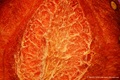 Kapillarsystem der S��e: Erdbeer-Fruchtfleisch unter dem LM Weitfeld Fotomikroskop