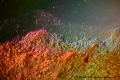 Erdbeer-Mikrokosmos: eine optische Reise mit dem LM Weitfeld Fotomikroskop