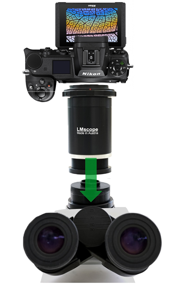 Top Bildqualitt:Montage Nikon Z7II als Mikroskopkamera am Mikroskop, LM Mikroskop Adapter, Kameraanschluss, Verbindungsoptik, Fotoaufsatz