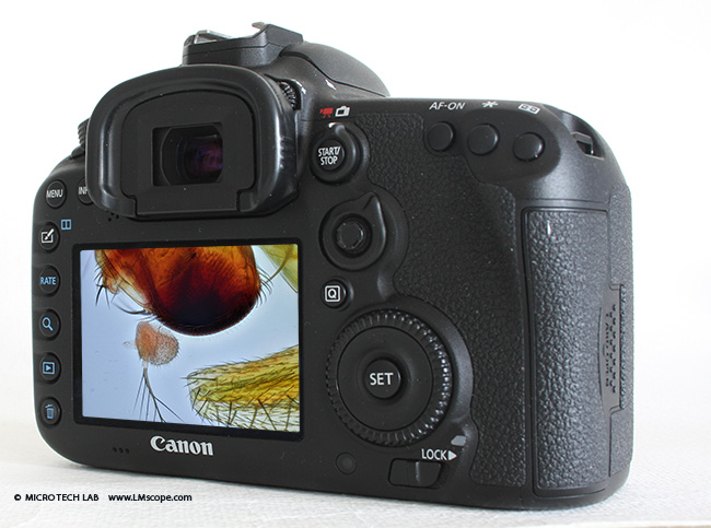Test: The Canon EOS 40D on the microscope – a DSLR classic with an