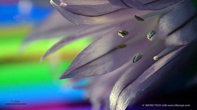 Mikroskopaufnahme; Schnittlauchblte mit Mikroskopkamera Canon EOS R5II  fr C-Mount Anschluss