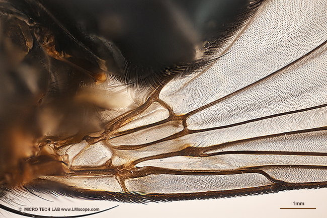 Insektenflügel mit der Canon EOS R5 II