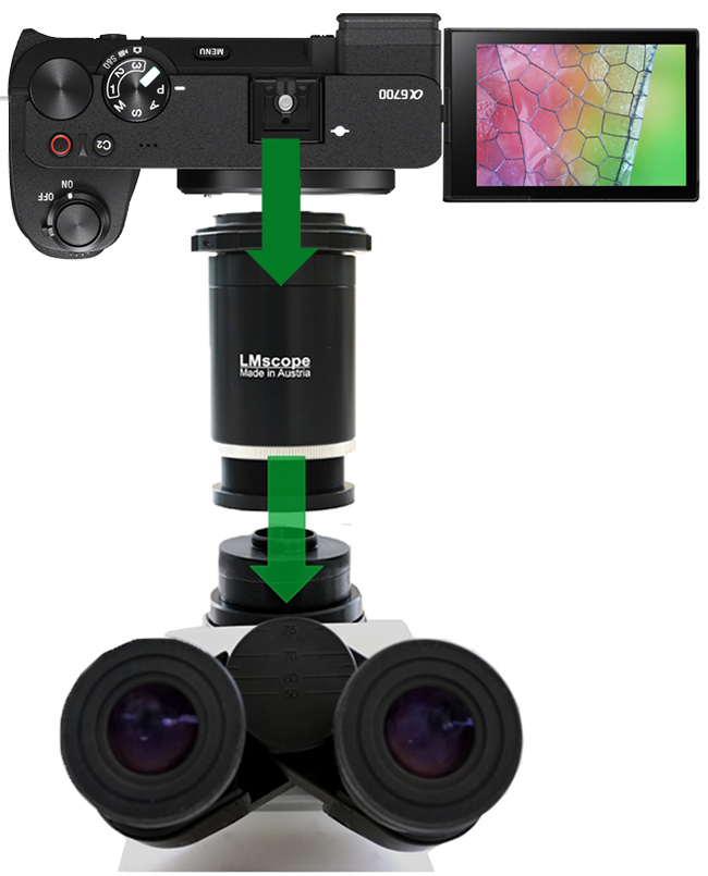 Sony Alpha 6700 mit  LM Mikroskopadapter mit integrierter Optik als leistungsfhige Mikroskopkamera nutzen