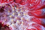 LM Weitfeld Fotomikroskop: Himbeere, Innenseite
