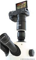 Leica S9 i, S9 D and S9E stereo microscopes: Take advantage of the cutting-edge features of the latest digital cameras